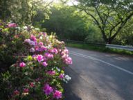 県民の森